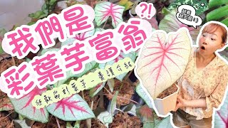 【A&Y觀葉植物】我們變彩葉芋富翁了? 狂歡節彩葉芋養護介紹&拆芽分盆｜Araceae Caladium