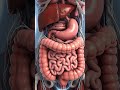 inside the colon pt1