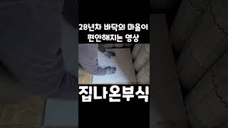 28년차 바닥의 마음이 편안해지는 영상 #shorts