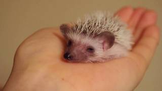 【baby hedgehog】sleeping baby hedgehog cute