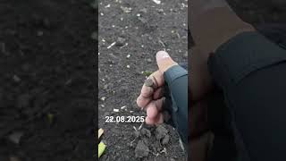Старинный перстень с птичкой. Находка в поле. #metaldetecting #коп #metaldetector