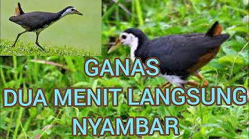 #wakwak #ruakruak #jeratburung  Burung wakwak betina yang langsung masuk kejerat/perangkap