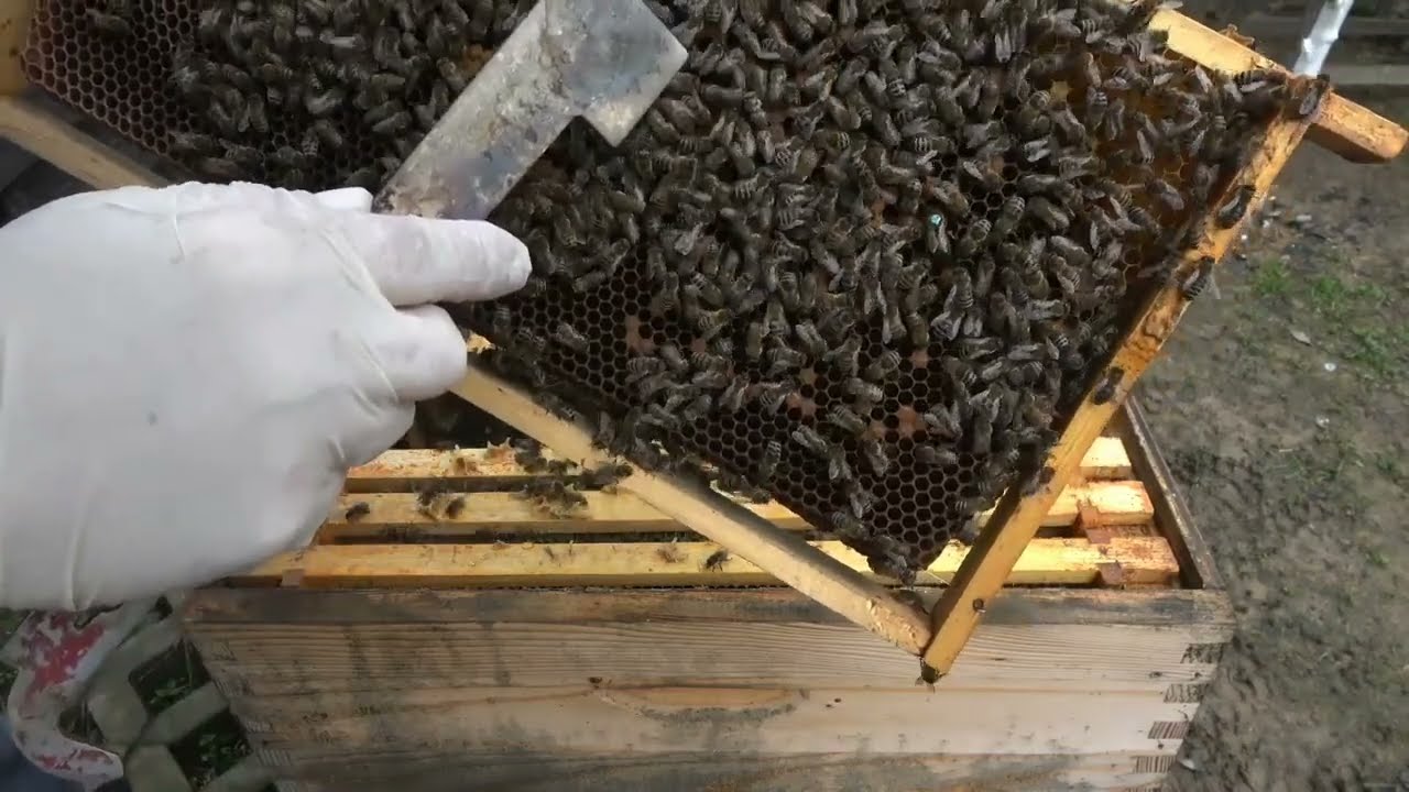 كيف يتم ضغط النحل في الشتاء من داخل الخلية