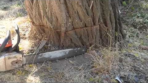 falling a black locust tree in back yard on a small hill side