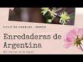 Enredaderas nativas de argentina  botnica y usos medicinales
