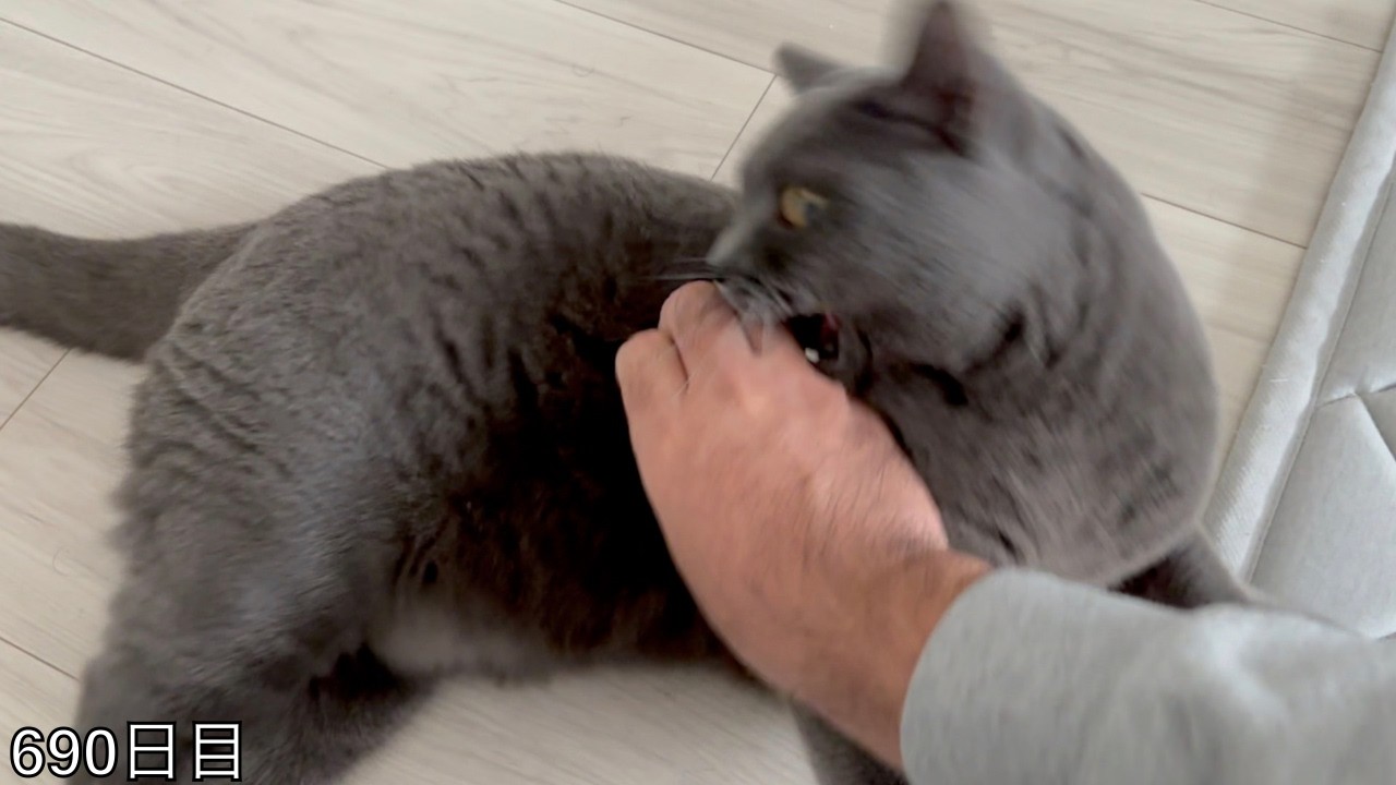 【スコ猫トト君】トト君、こんな遊びは楽しいですかね？？？