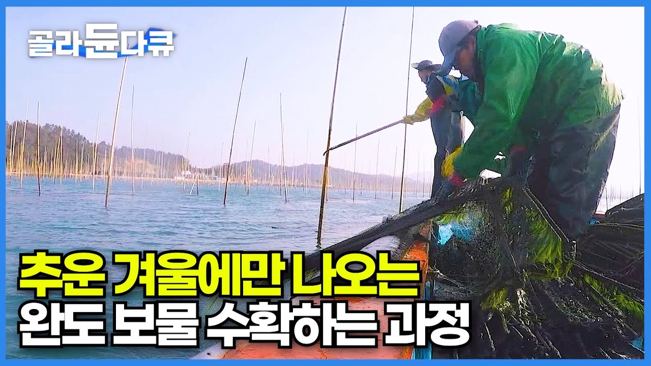축구장 넓이 6배, 11만 평 초대형 양식장 매생이 대량 수확 과정│겨울철 단 25일간만 진행되는 진귀한 풍경│한국에서 매생이가 서식하기 가장 좋은 완도│극한직업│#골라듄다큐