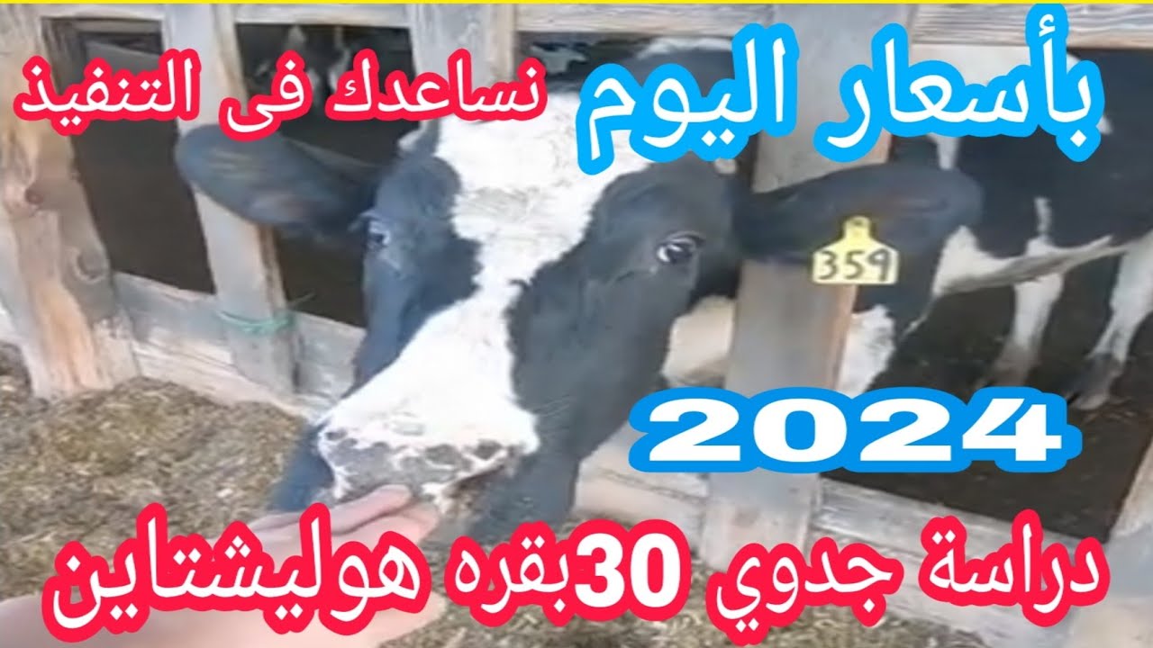 دراسة جدوي 30 بقرة هوليشتاين..بأسعار 2024..كيف تختار الأبقار والاعلاف و المحالب مع د.السيد الطوخي