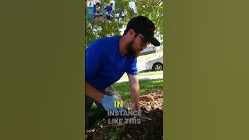 Expert Tree Care Tips: Protecting Your Backyard Trees!