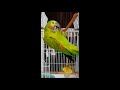 Amazing Amazon parrot