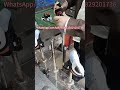 Máquina de vapor para parte superior de zapatos Qifeng#Equipos para fabricación de calzado