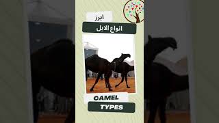 أنواع الابل Camel Types l #shorts l