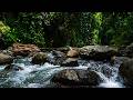 Sleep Beside a Gentle Jungle Stream