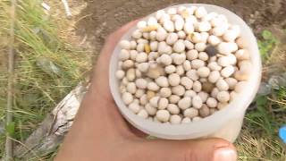 дача48.сидерат люпин однолетний.18.09.18г.green manure Lupin annual. дача48.сидерат люпин однолетний.18.09.18г.green manure Lupin annual.
