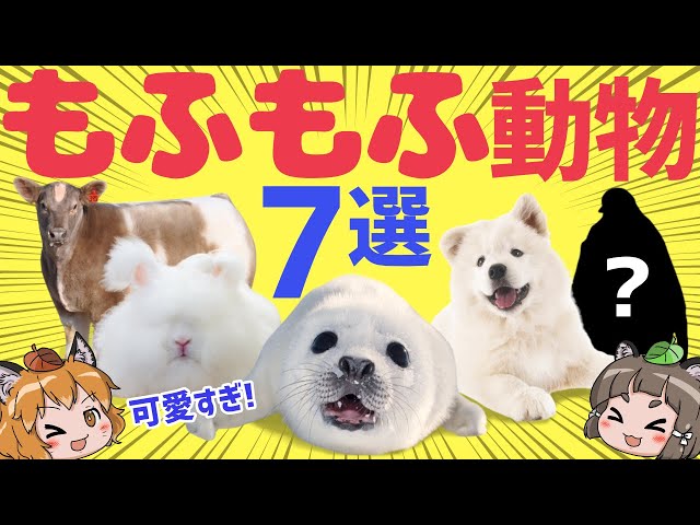 Heaven] Just looking at them will soothe you 7 super fluffy