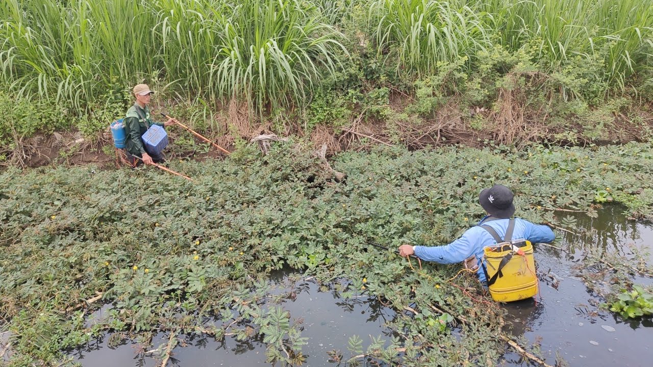 xiệt cá theo bờ lúa chỗ 🌾 được nhiều cá lóc cá trê ếch 