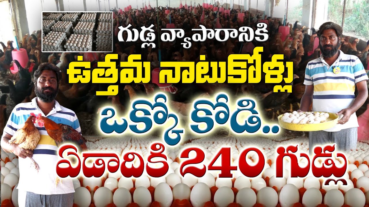 240 яиц от каждой курицы | Куриное хозяйство - Яичный бизнес | Виджай