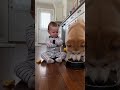 【逆転】秋田犬がご飯を食べているのを見て赤ちゃんが全力の腕組みで本気抗議してきた件😂🐕 #shorts #赤ちゃんと犬 #秋田犬 #犬 #funny
