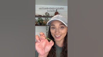 Wet Stick Propagation 101: Grow Life from Bare Vines! #houseplants