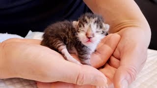 生後日の赤ちゃん子猫を添い寝して寝かしつけた【保護猫】