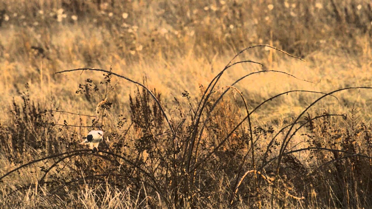 A Close Up Look at a Whitetailed Kite Hunting and Eating YouTube