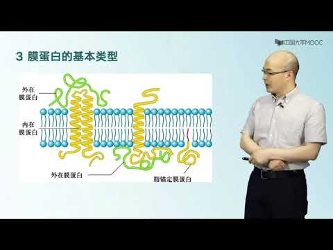 1.2 质膜化学组成 | 细胞生物学 中国大学MOOC （慕课）