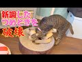 頑丈な爪とぎを手に入れたのに、思わぬところから破壊する猫姉妹です