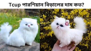 টিকাপ পারশিয়ান বিড়ালের দাম কত? কোথায় পাব?Tcup persian cat price in bd and India|Pets Paradise