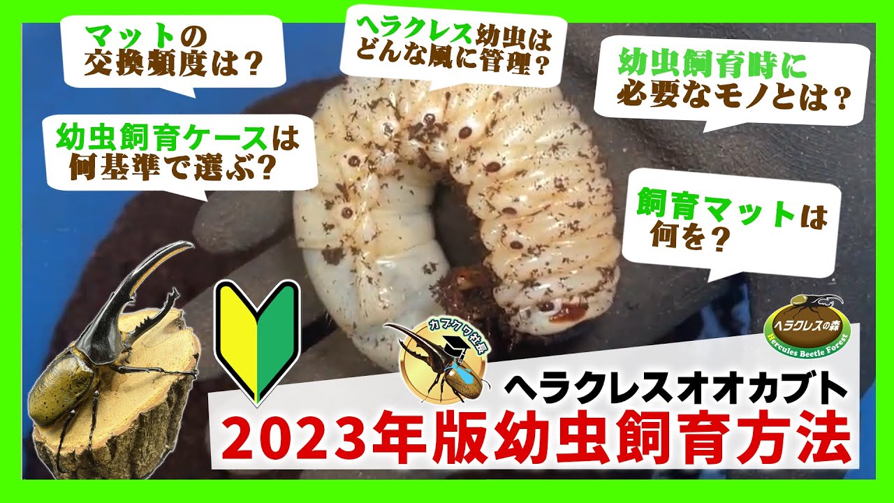 【初心者向け】2023年版ヘラクレスオオカブト幼虫飼育方法！カブトムシショップが実践している必要な飼育用品・幼虫の管理方法をわかりやすく解説！