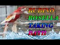 RUBINO ROSELLA TAKING BATH/RUBINO ROSELLA | RUBINO ROSILLA BANGLADESH | KS EXOTIC BIRDS