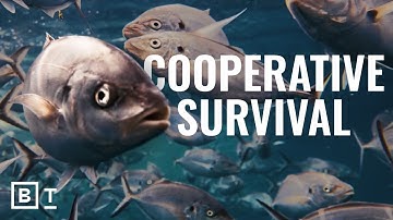 The ocean is evolving, and it’s not based on the ‘survival of the fittest’