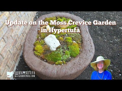 Moss Growing In Garden Planter - My Hypertufa Moss Garden Update