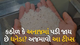 કઠોળ કે અનાજમાં પડી જાય છે ધનેડા? અજમાવો આ ટીપ્સ