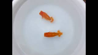 DSCF2107