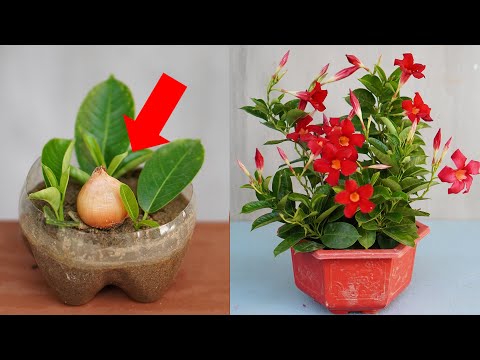 Видео: Мандевиллагийн ургамал цэцэглэдэггүй - Мандевилла цэцэглэдэггүй