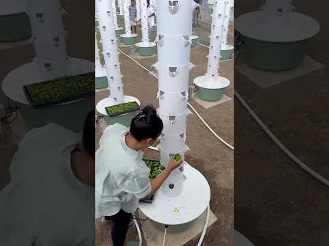 الزراعة العمودية في الزراعة الزراعة العمودية جامايكا نباتات فلفل خضروات 