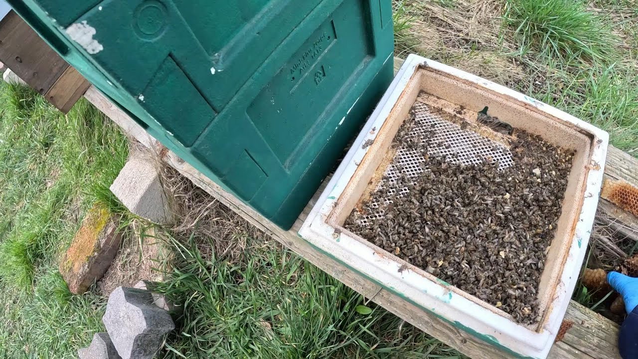 Königin einer Miniplus mit 10 Bienen drin retten