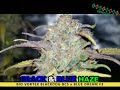 Black  blue haze south bay genetics