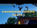 Бакинские голуби Часть 1