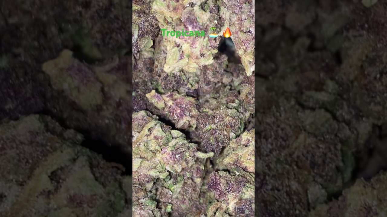 Tropicana Big Nugz JK Distro 🔥