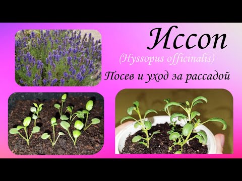 Иссоп. Выращивание из
