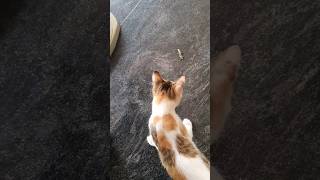 Cat play with its prey