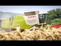 Weizenernte 2021 | Claas Lexion 670 | Lohnunternehmer Kai Ruppel