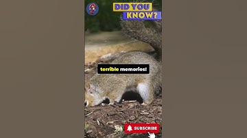 How Squirrels Secretly Plant Forests!