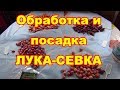 Сажаем лук севок в спартанских условиях