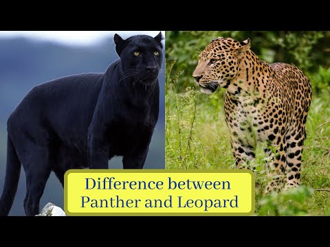 Video: Verschil Tussen Panther En Leopard
