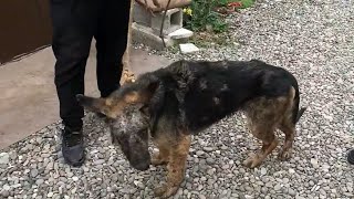 The dog was taken out after living in an abandoned house for 1 year as a change for his life. by Mike Ala  2,253 views 6 days ago 6 minutes, 6 seconds