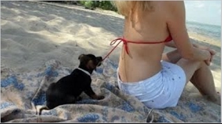 Best Funny Videos Dogs Vines 0417 by ULTIMATE DOGS 109 views 7 years ago 21 minutes