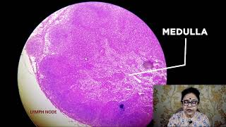 Histology of lymph nodes | Ask Dr Sibani. #histology