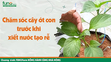 Chăm sóc cây ớt con trước khi xiết nước tạo rễ - FUNOFARM